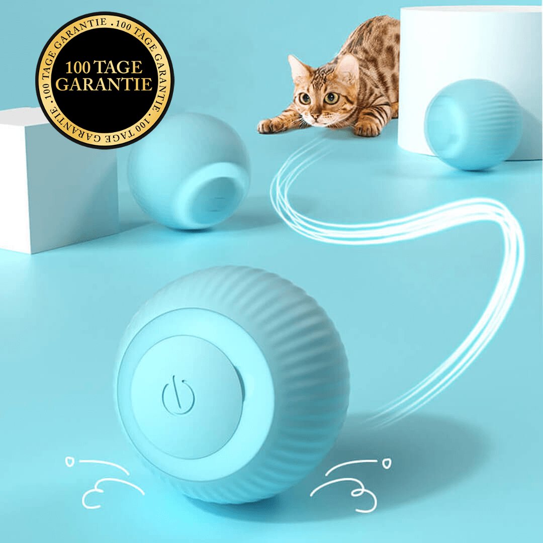 Bolly - Intelligente Katzen & Hundespielzeug für mehr Spaß mit Deinem Haustier