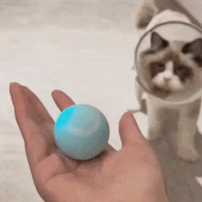 Bolly - Intelligente Katzen & Hundespielzeug für mehr Spaß mit Deinem Haustier